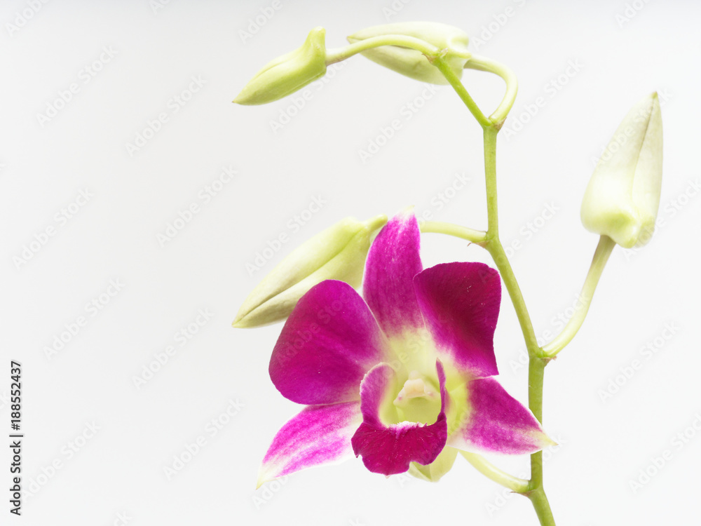 Obraz premium Branch of white and purple bloom and bud orchid flower