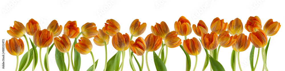 beautiful fresh tulips in a row isolated on white can be used as background beautiful fresh tulips in a row isolated on white can be used as background