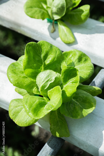 Horticulture, hydroponic farm