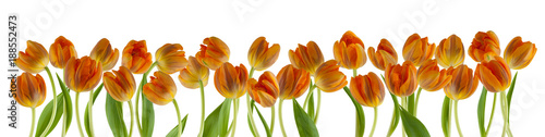 beautiful fresh tulips in a row isolated on white can be used as background