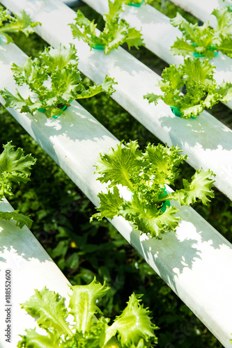 Horticulture, hydroponic farm