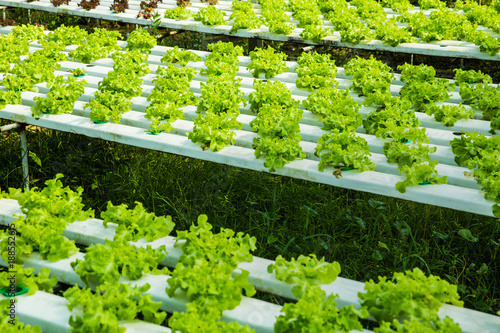 Horticulture, hydroponic farm