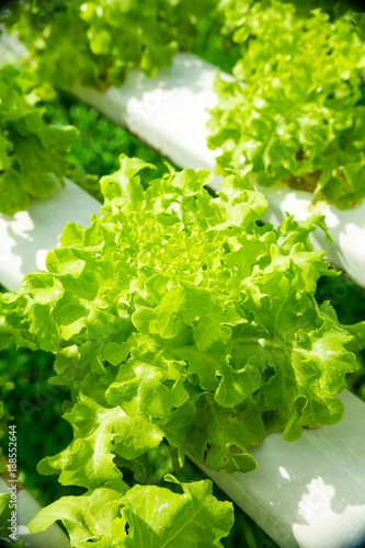 Horticulture, hydroponic farm
