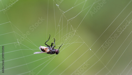 Fotografering Fly trapped in spider web