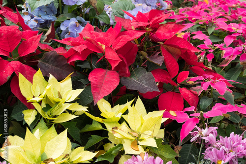 christmas flower. red blooming poinsettia. blue hydrangea in garden