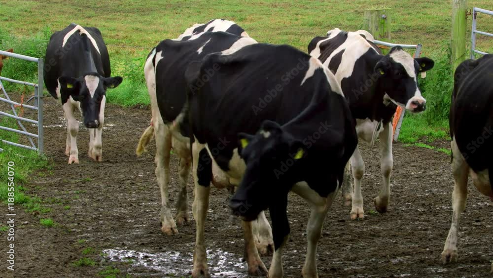 Holstein Friesian Cows Walking To Milking Shed Holstein Friesian Cows Walking To Milking Shed