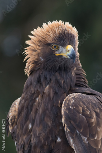 golden eagle male portrait © Milan Noga reco