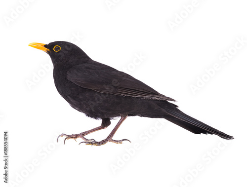 blackbird (Turdus merula) © fotomaster