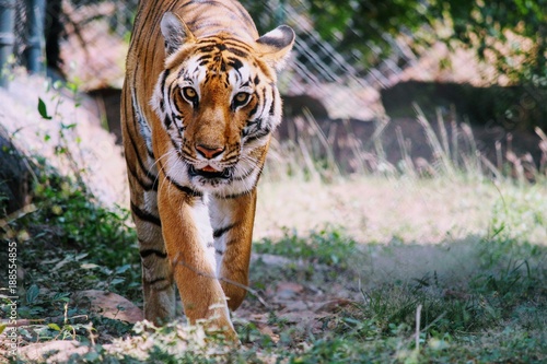 Royal walk of a Tiger  photo