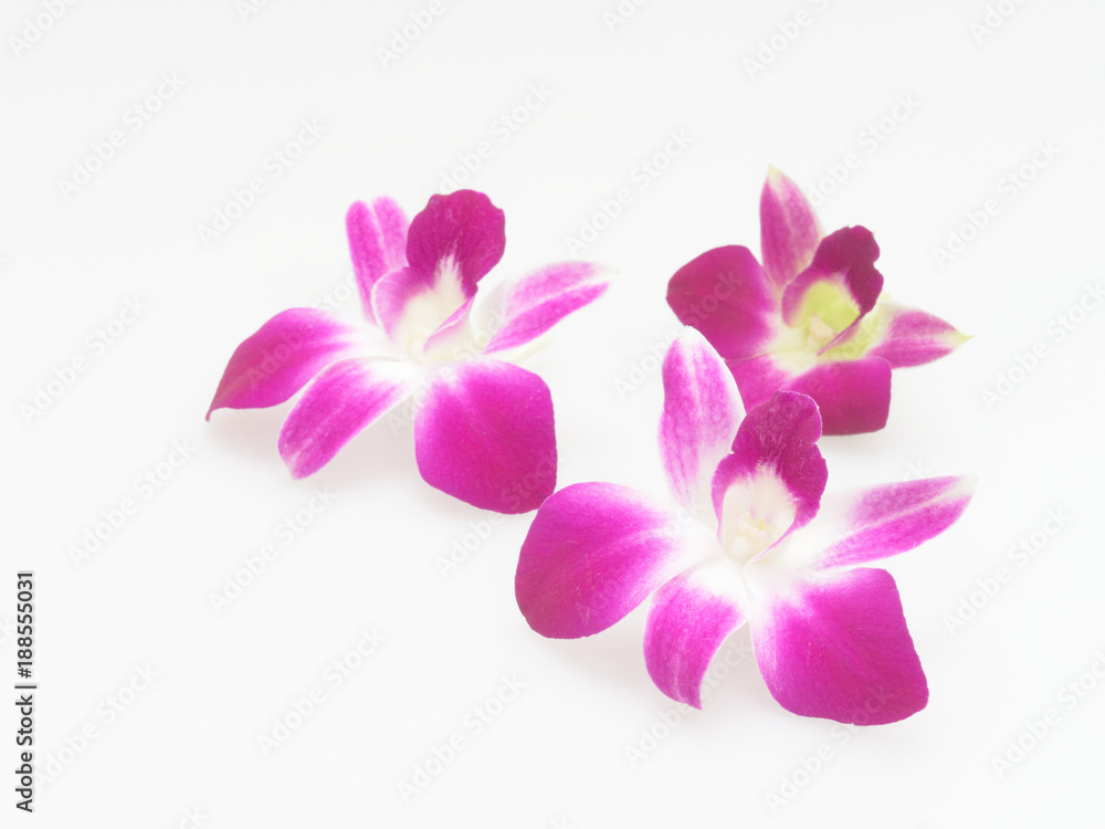 Three white and purple blooming orchid flower Three white and purple blooming orchid flower
