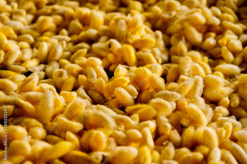 silk worm cocoons in yello nests silk worm cocoons in yello nests