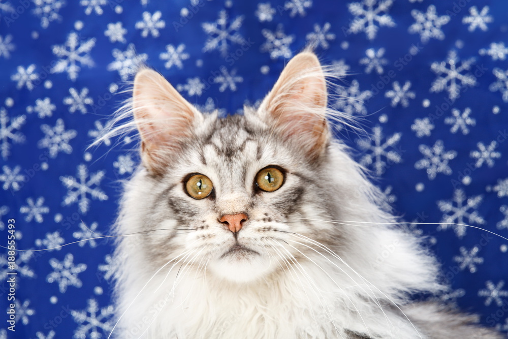 cat on winter background