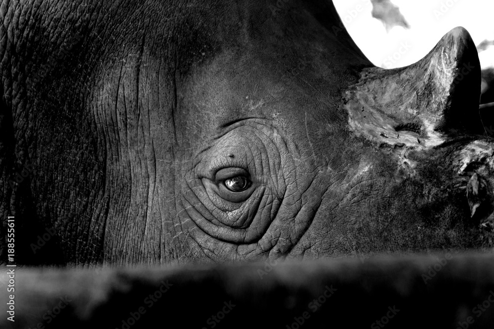 Fototapeta premium Close up in the rhino eye show sadness in the life.