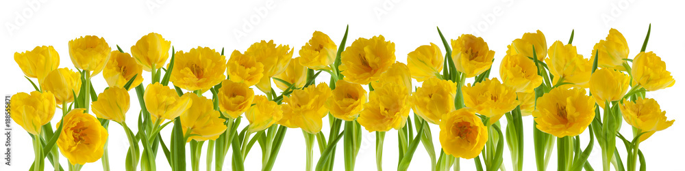 beautiful fresh tulips in a row isolated on white can be used as background beautiful fresh tulips in a row isolated on white can be used as background