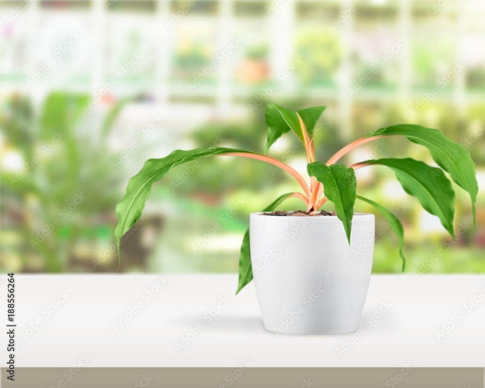 Fototapeta premium Flower on tablet.