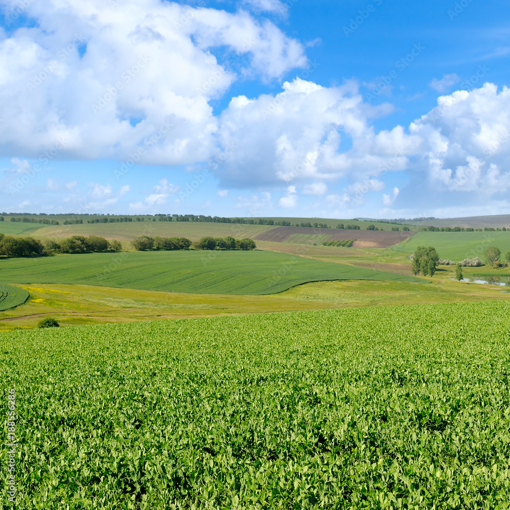 Picturesque green field and blue sky with light clouds.