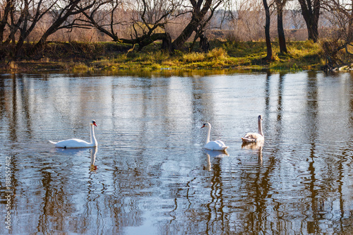 White swans family on the water surface of the river