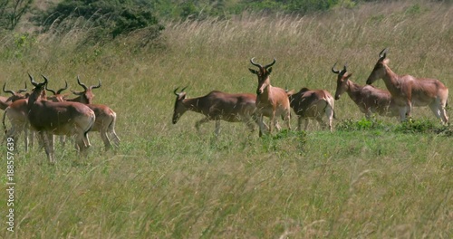 Herd Of Coke'S Hartebeest; Nairobi National Park; National Park, Nairobi, Kenya, Africa photo