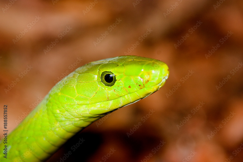 Fototapeta premium Grüne Mamba