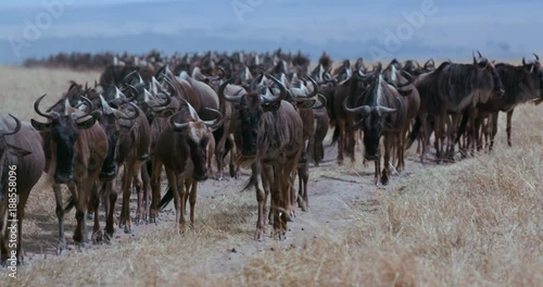 Wallpaper Mural Wildebeest Migrating; Maasai Mara 4th September 2016; Maasai Mara, Kenya, Africa Torontodigital.ca