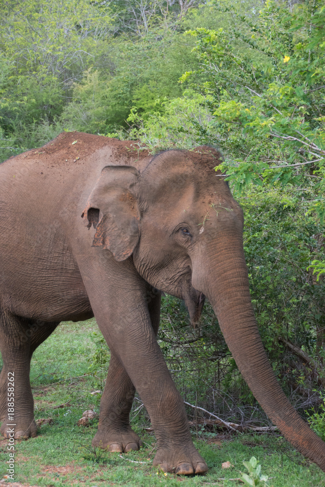Sri-Lanka-Elefant im Dschungel, Elephas maximus maximus