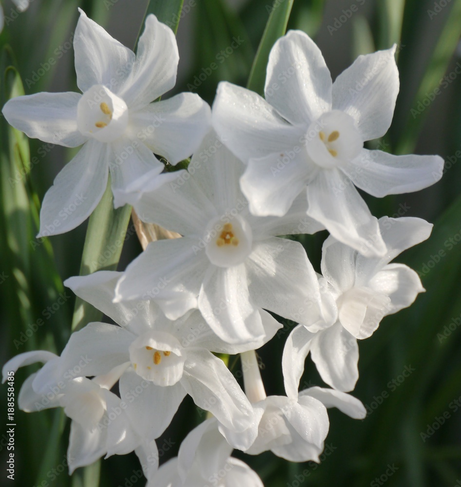 Narcissus in Spring Sunlight Narcissus in Spring Sunlight
