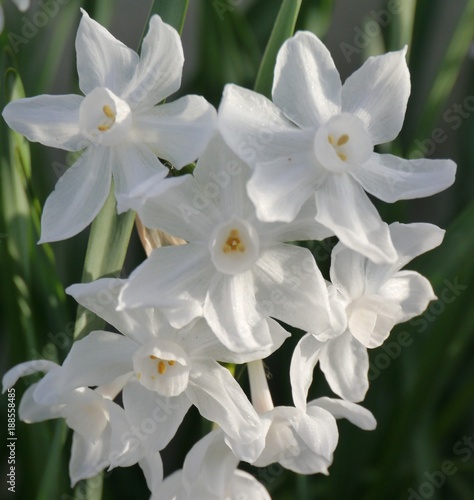 Narcissus in Spring Sunlight