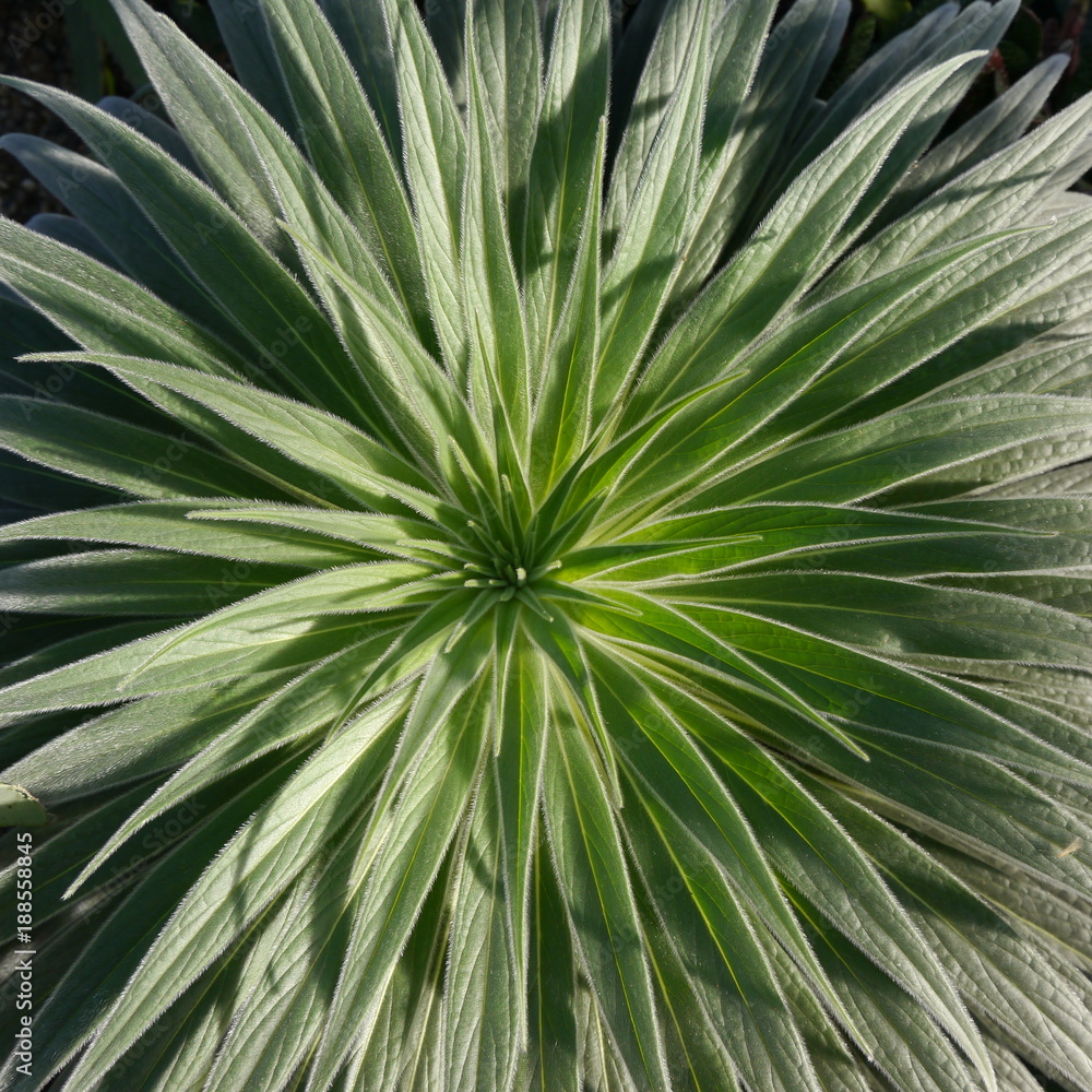 Fototapeta premium Spiky Evergreen Plant
