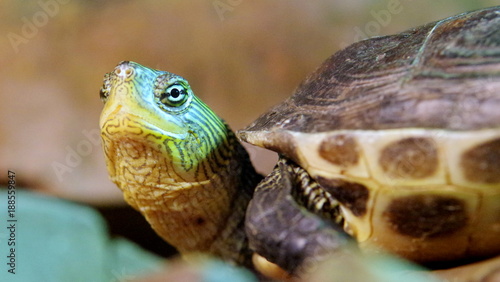 Żółw wodny żółtlicy - spojrzenie wygłodniałej bestii