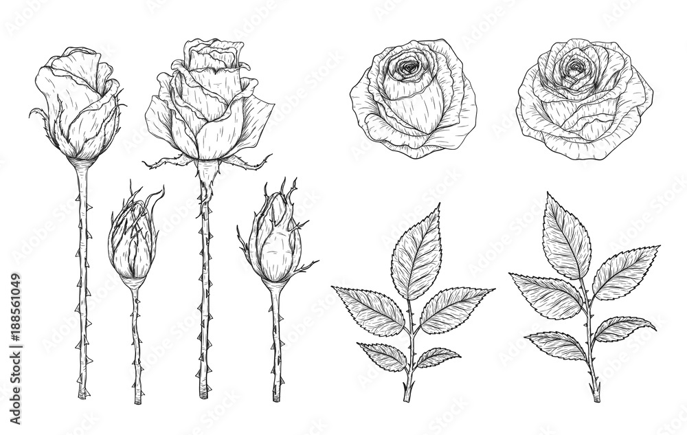 Rose vector set by hand drawing.Beautiful flower on white background.Rose art highly detailed in line art style.Flower tattoo on vintage paper.
