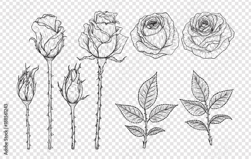 Rose vector set by hand drawing.Beautiful flower on white background.Rose art highly detailed in line art style.Flower tattoo on vintage paper.