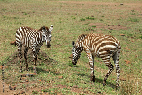Zebras  Maasai Mara National Reserve  Kenya