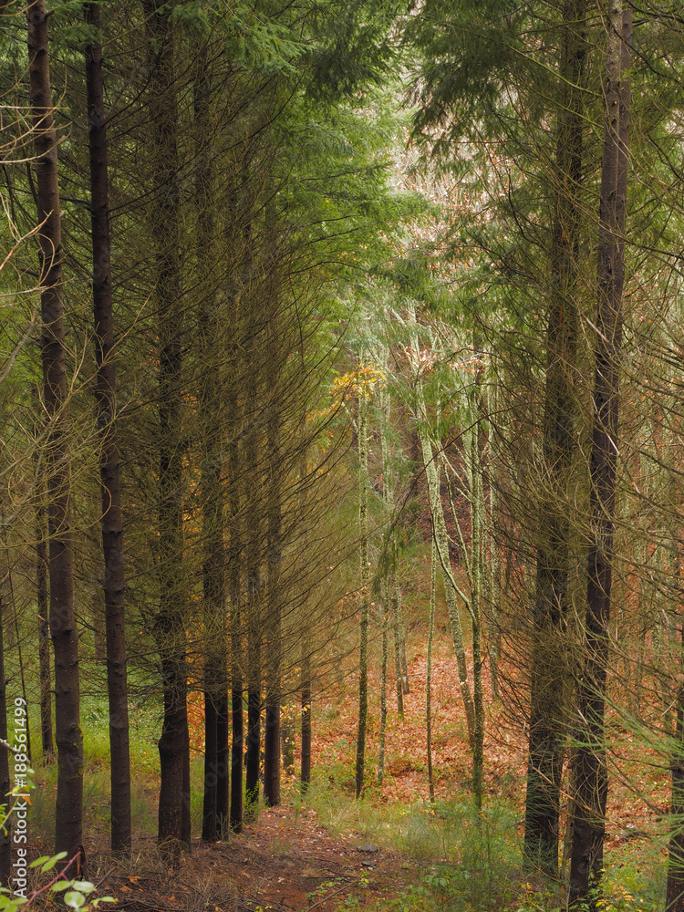 Pines inside the forest