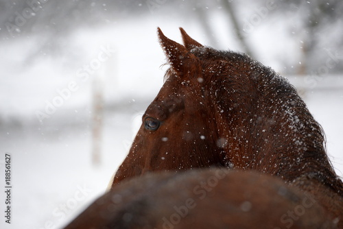 snowhorse, beautiful sorrel horse from the bachside standing in the snow