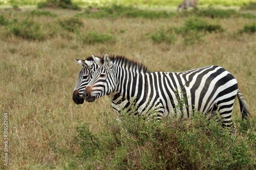 Zebras, Maasai Mara National Reserve, Kenya © bayazed