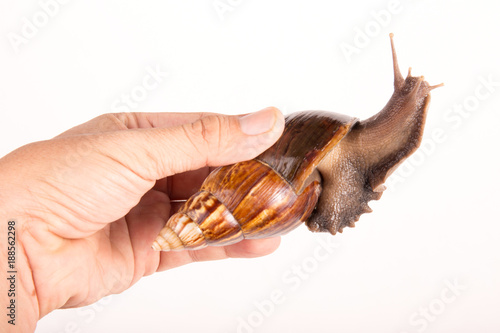 Snail with hand isolated on white background