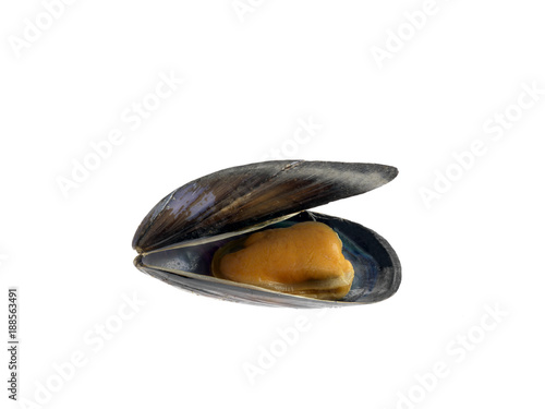 opened mussel on white background