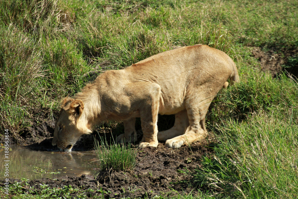 African Lion female, Masai Mara National Reserve, Kenya African Lion female, Masai Mara National Reserve, Kenya