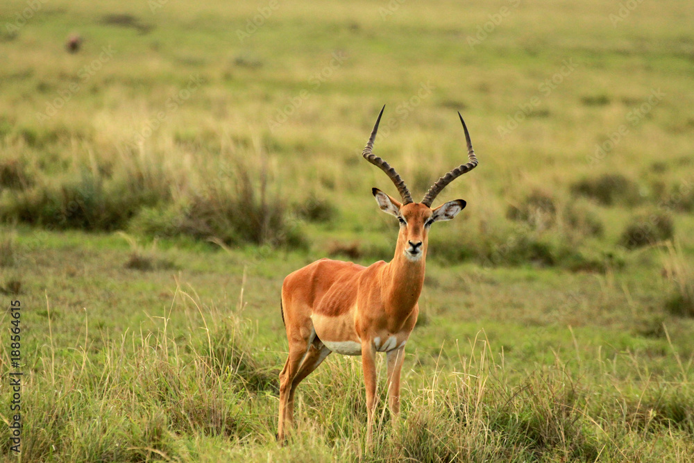 Impala, Masai Mara National Reserve, Kenya Impala, Masai Mara National Reserve, Kenya