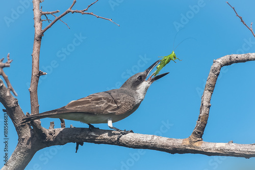 Grey Kingbird, bird eating a grasshopper on a branch 