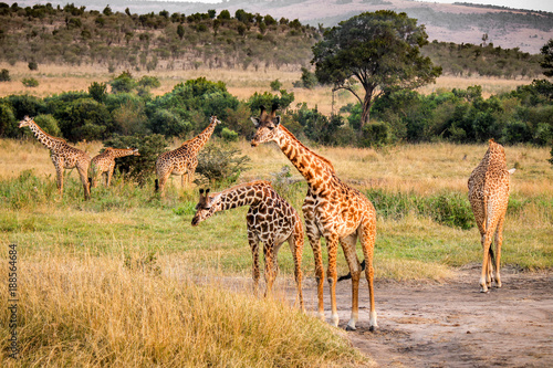 Large Family of Wild Masai or Kilimanjaro Giraffes - Scientific name  Giraffa tippelskirchi - Feeding off tall Grass and small Trees