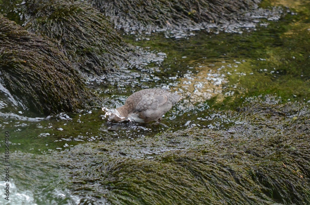 Cincle plongeur (Cinclus cinclus) Cincle plongeur (Cinclus cinclus)