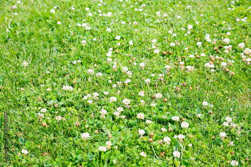 green meadow with white clover flowers