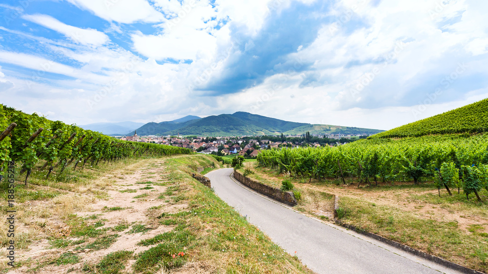 road to village between green vineyards in Alsace