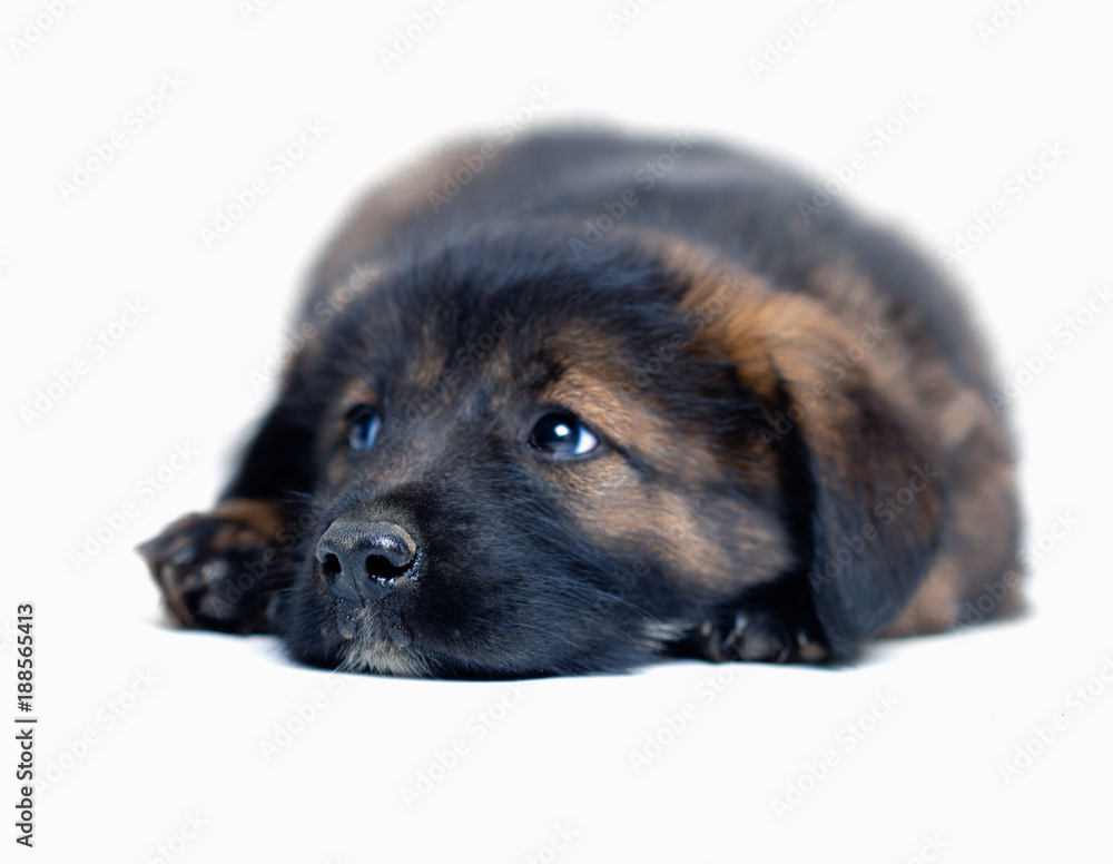 young cute dog puppy lies young cute dog puppy lies