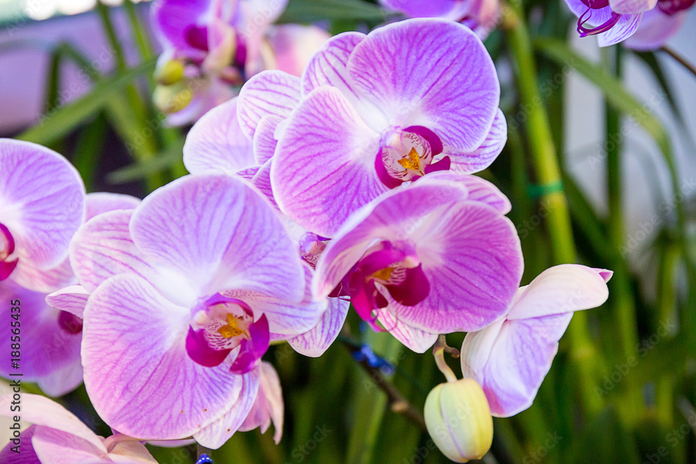 Orchids Orchids