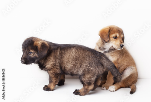 Puppies on white background