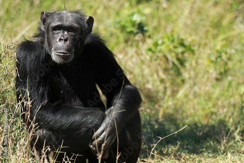 Common chimpanzee, Ol Pejeta Conservancy, Kenya photo