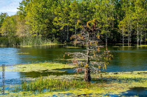 Принти на полотні windy autumn day in the swamp