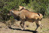 Eland, Mugie Wildlife Sanctuary, Kenya